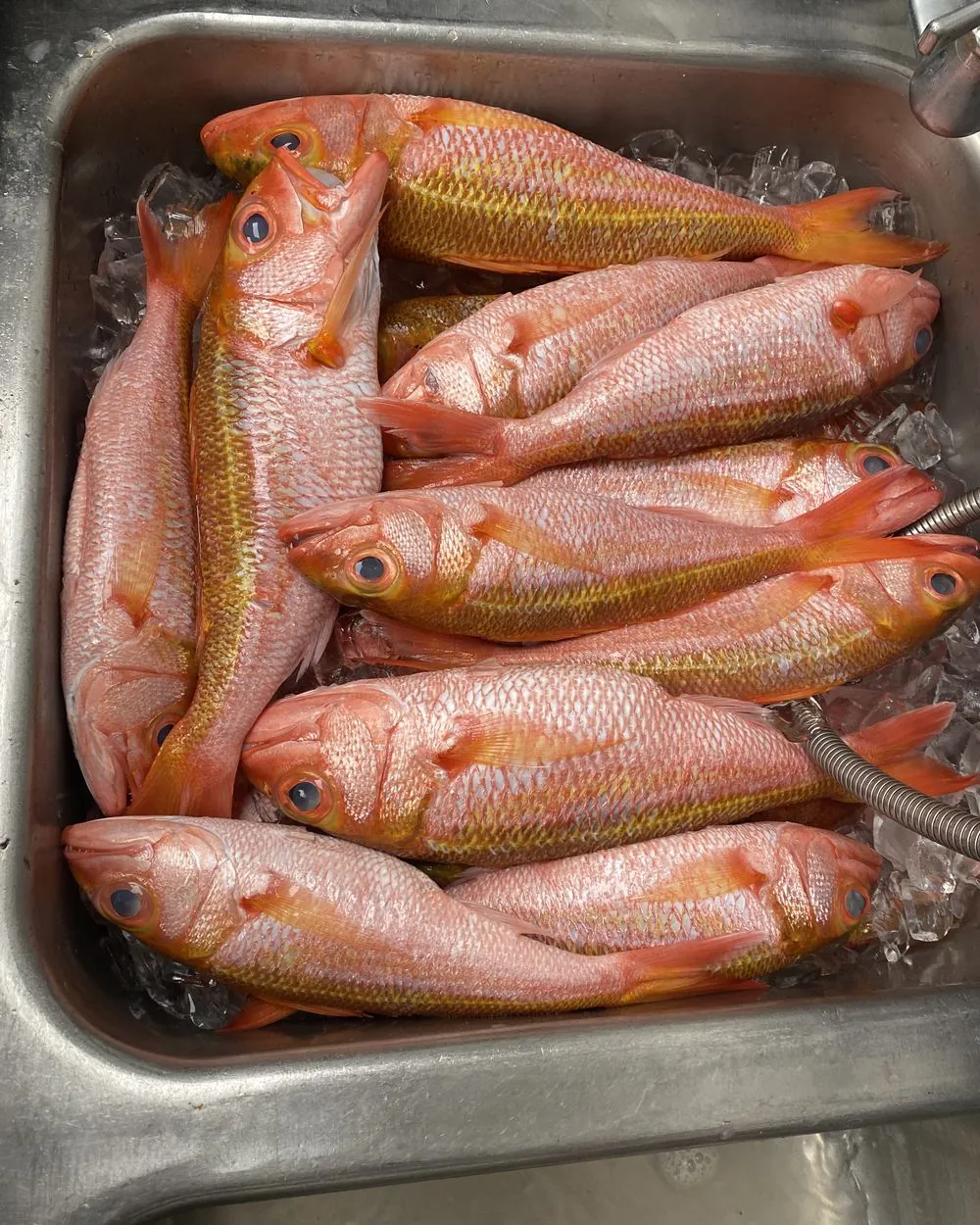 Whole red snapper on ice